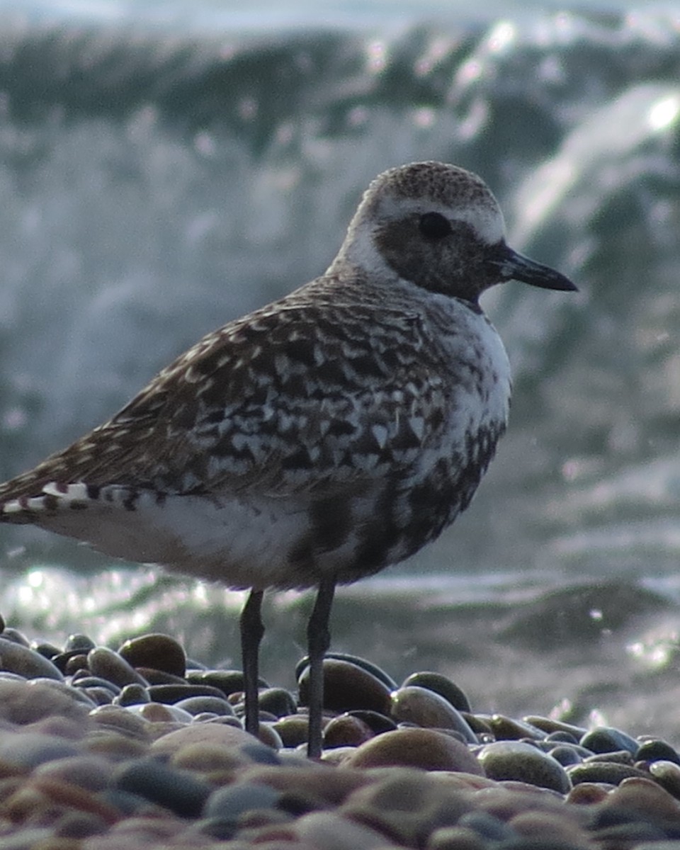 Black-bellied Plover - ML582036531
