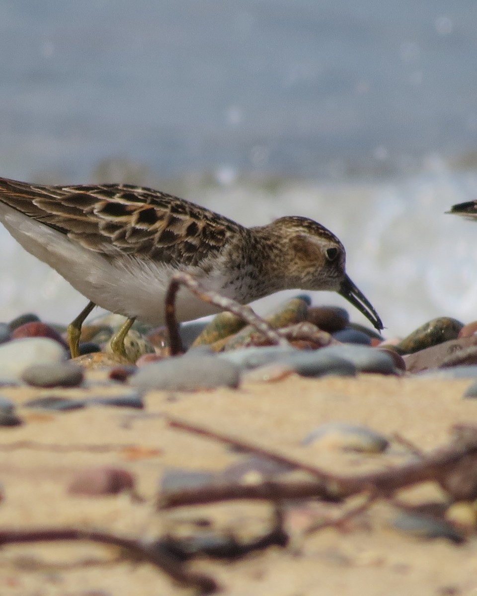 Least Sandpiper - ML582036781