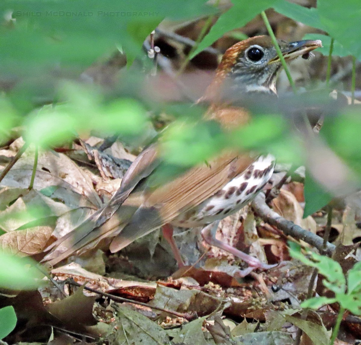 Wood Thrush - ML582036801