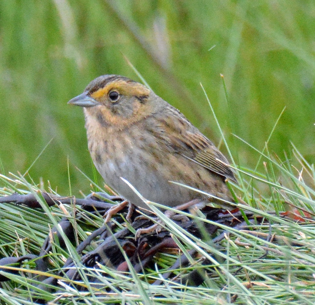 Nelson's Sparrow (Atlantic Coast) - Michael J Good