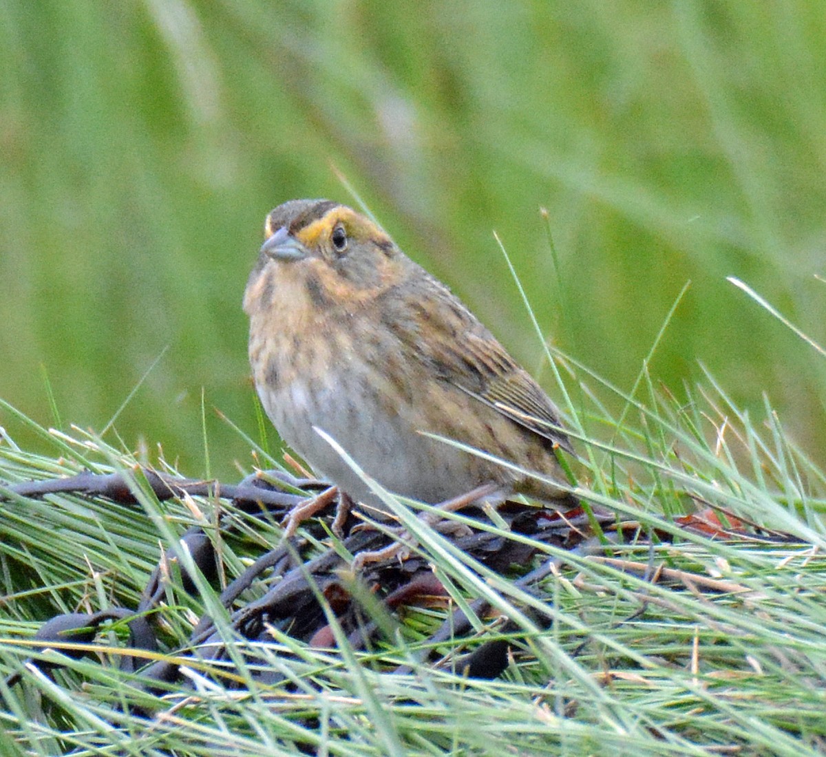 Nelson's Sparrow (Atlantic Coast) - Michael J Good