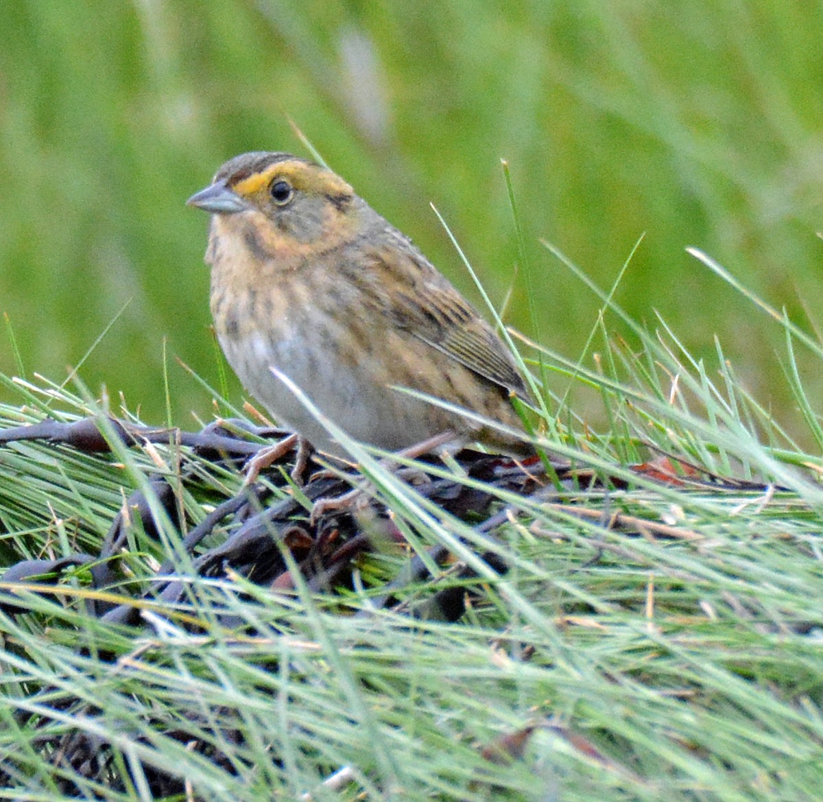 Nelson's Sparrow (Atlantic Coast) - Michael J Good