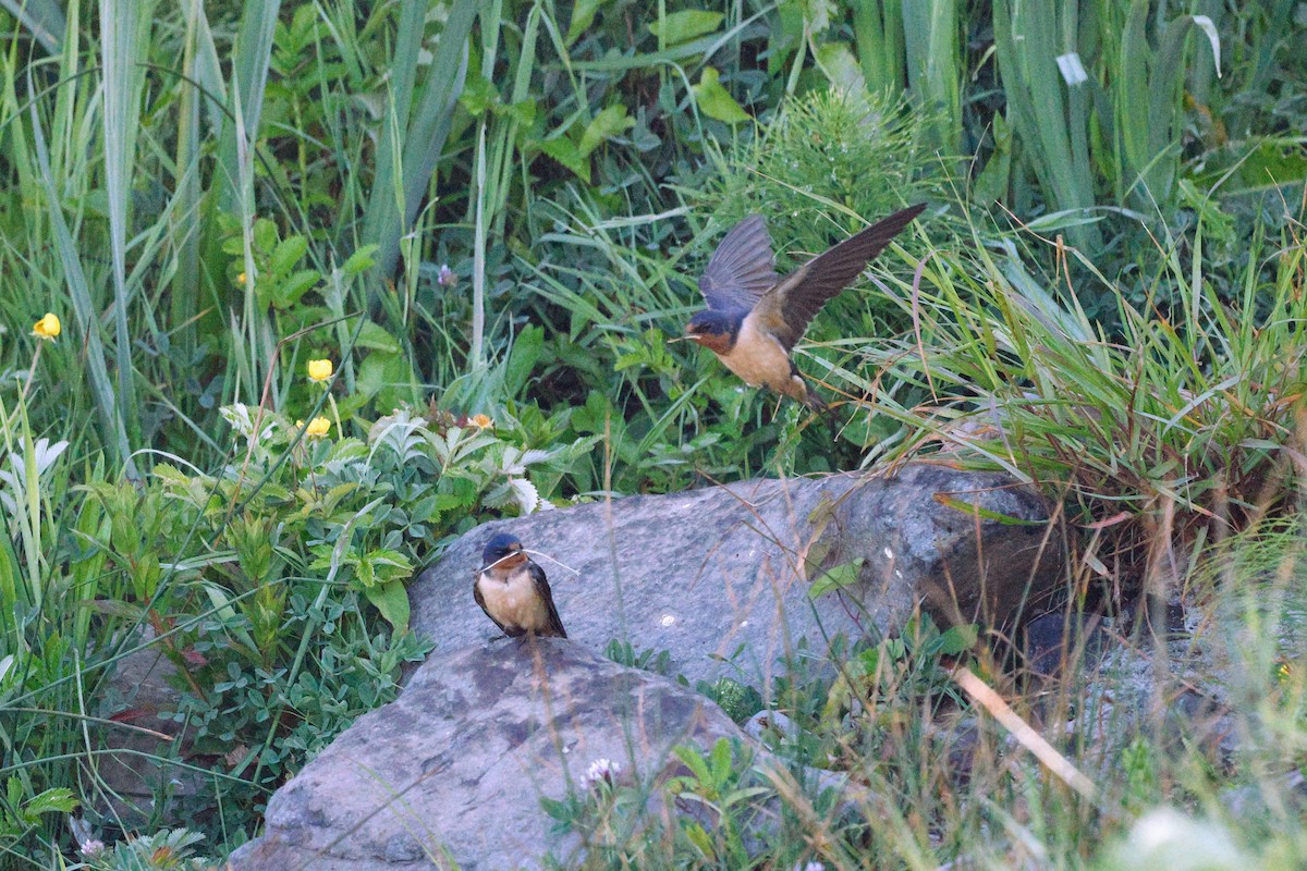Barn Swallow - ML582036861