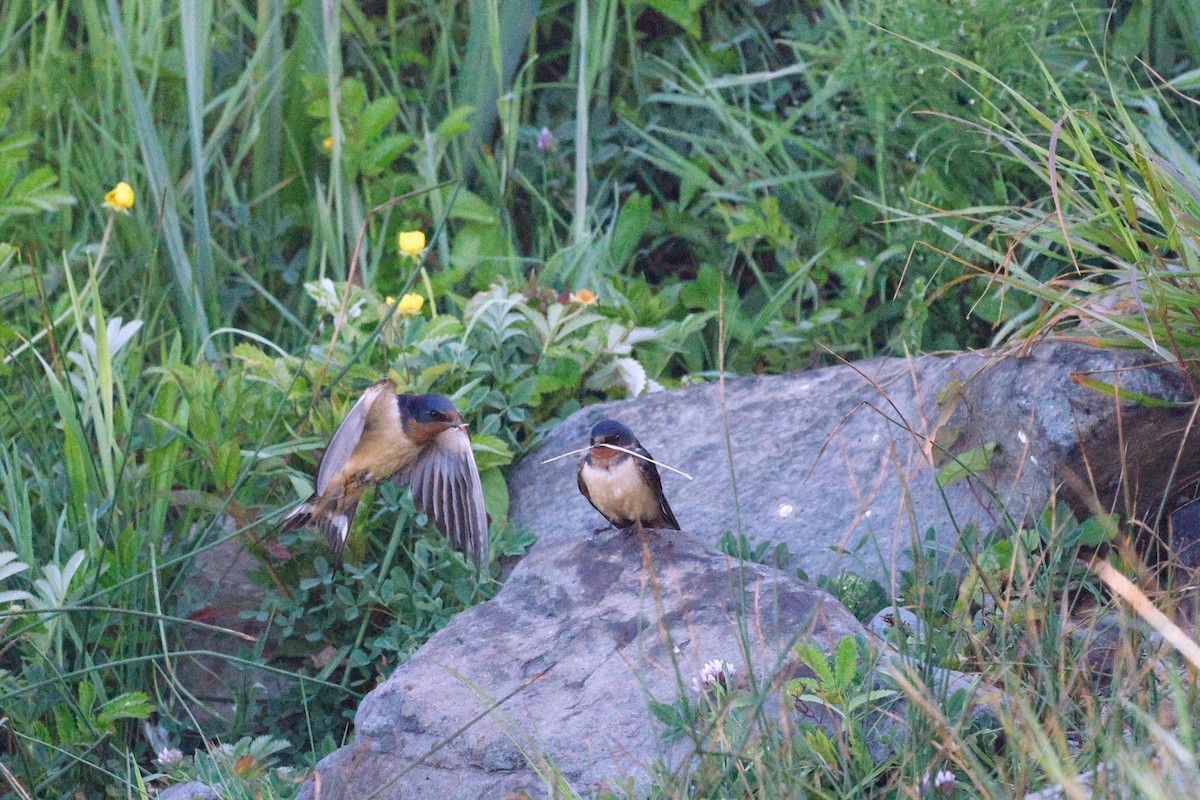 Barn Swallow - ML582036871