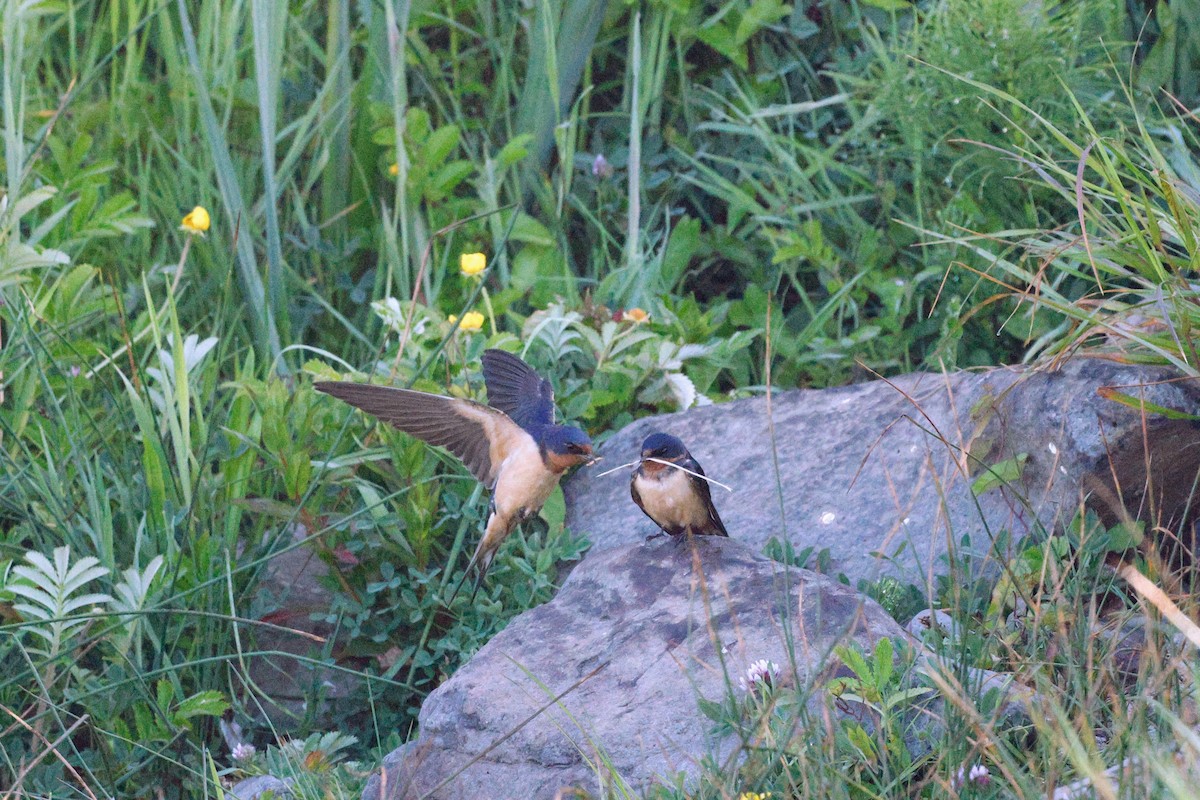 Barn Swallow - ML582036881