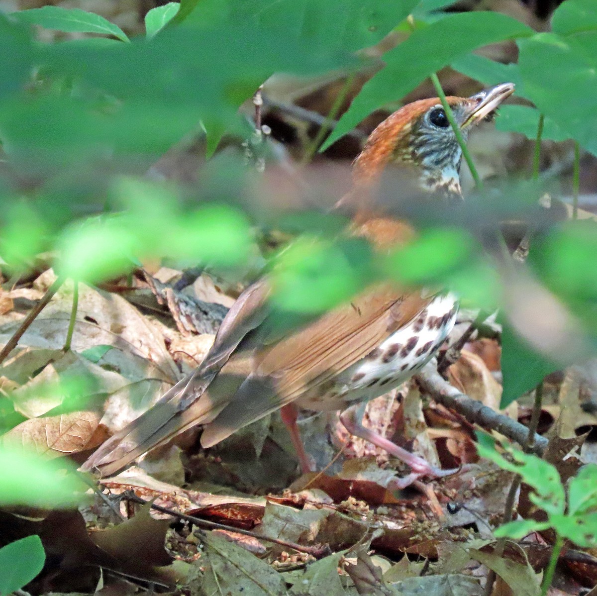 Wood Thrush - ML582036901