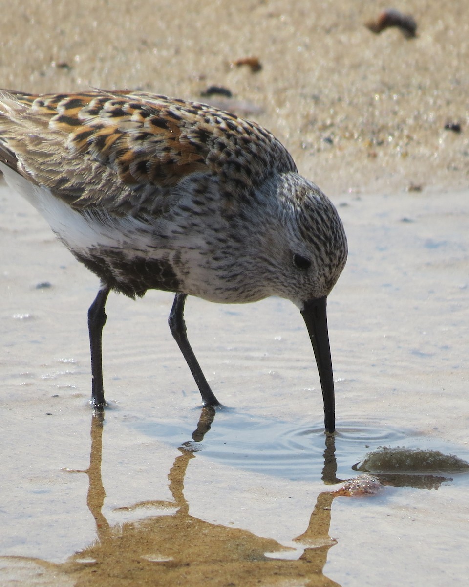 Dunlin - ML582037021