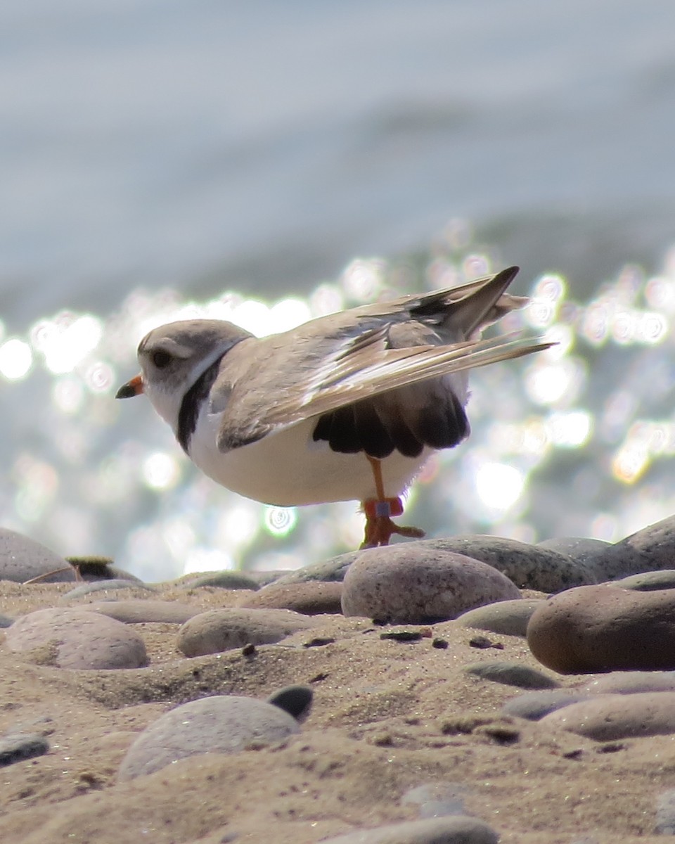 Piping Plover - David  Ewert