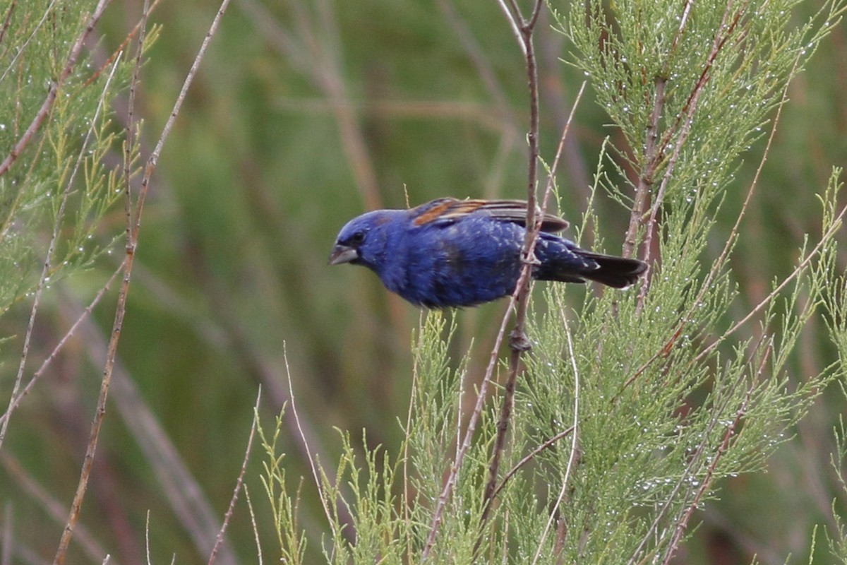 Blue Grosbeak - ML58203791