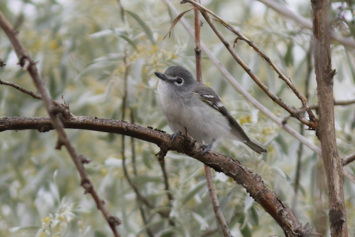 Plumbeous Vireo - ML58203851