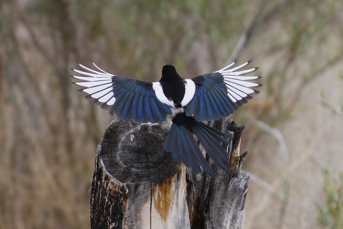 Black-billed Magpie - John C Sullivan
