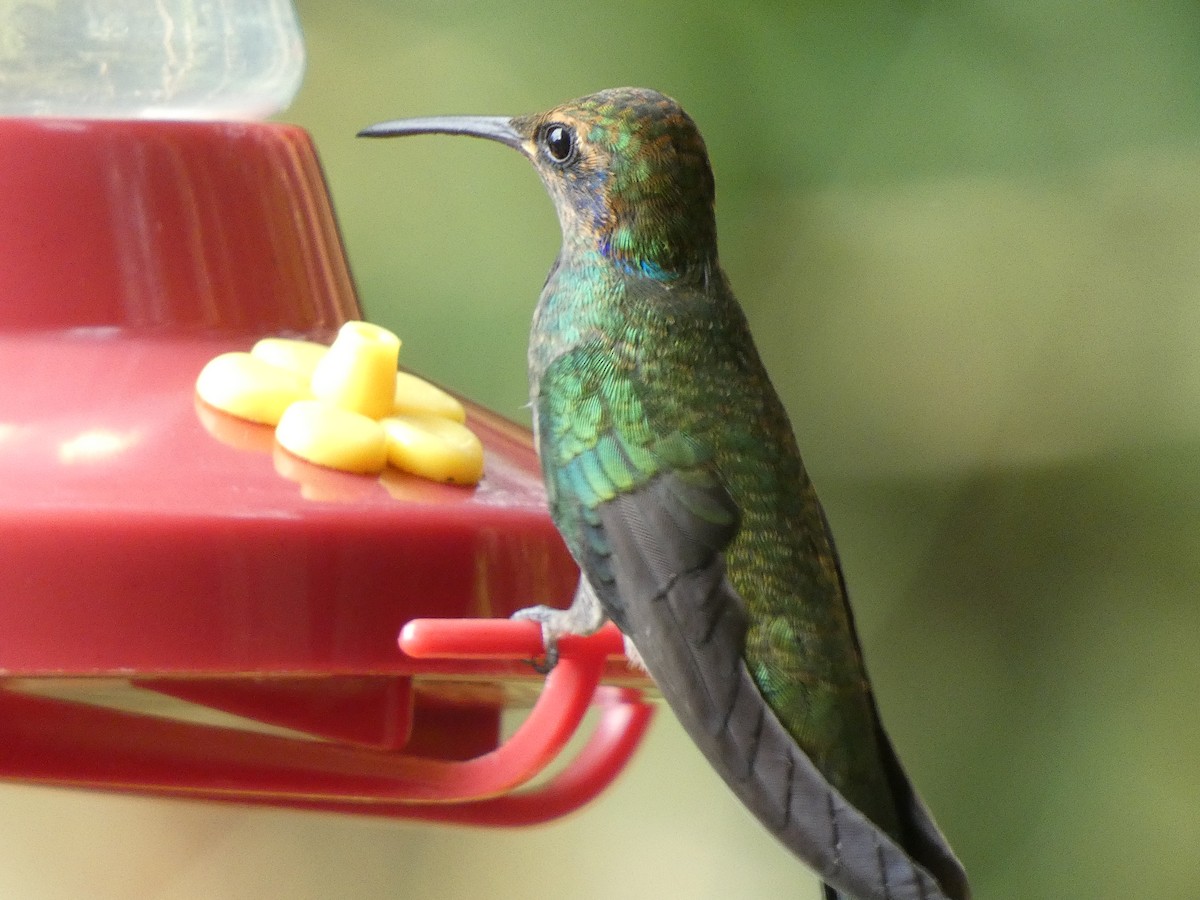 Mexican Violetear - Donald Wellmann