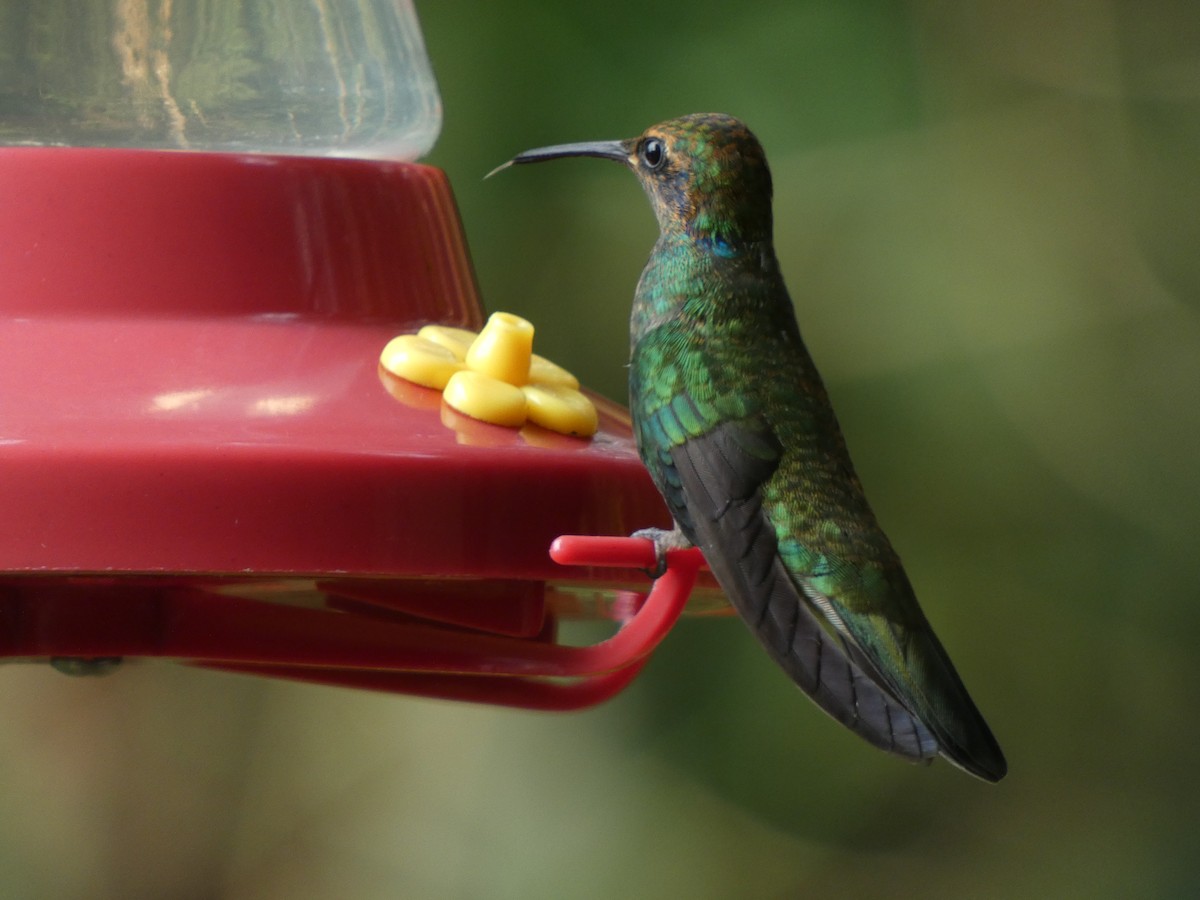 kolibřík zelený - ML582039111