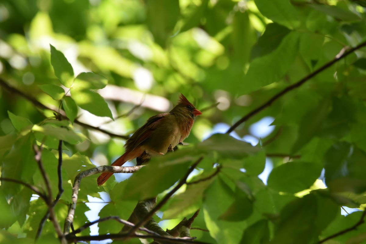 Northern Cardinal - ML58204101