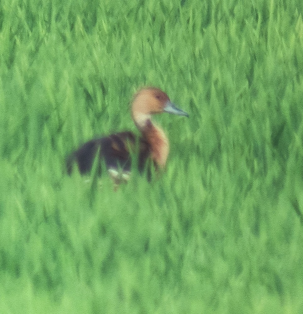 Fulvous Whistling-Duck - ML582042651