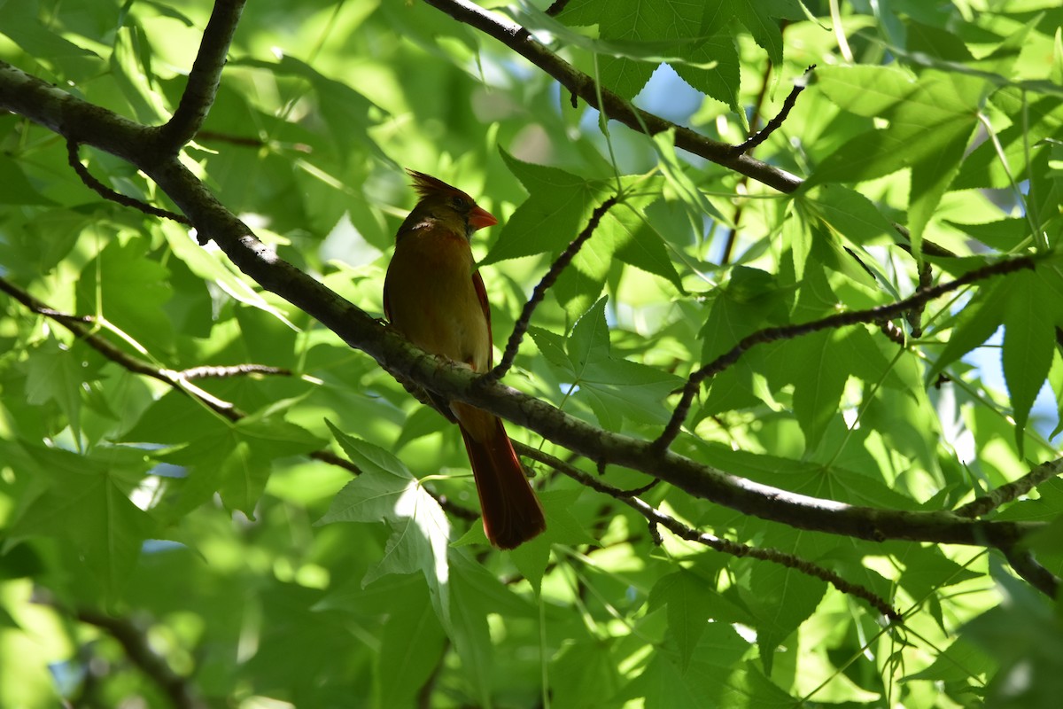 Northern Cardinal - ML58204331