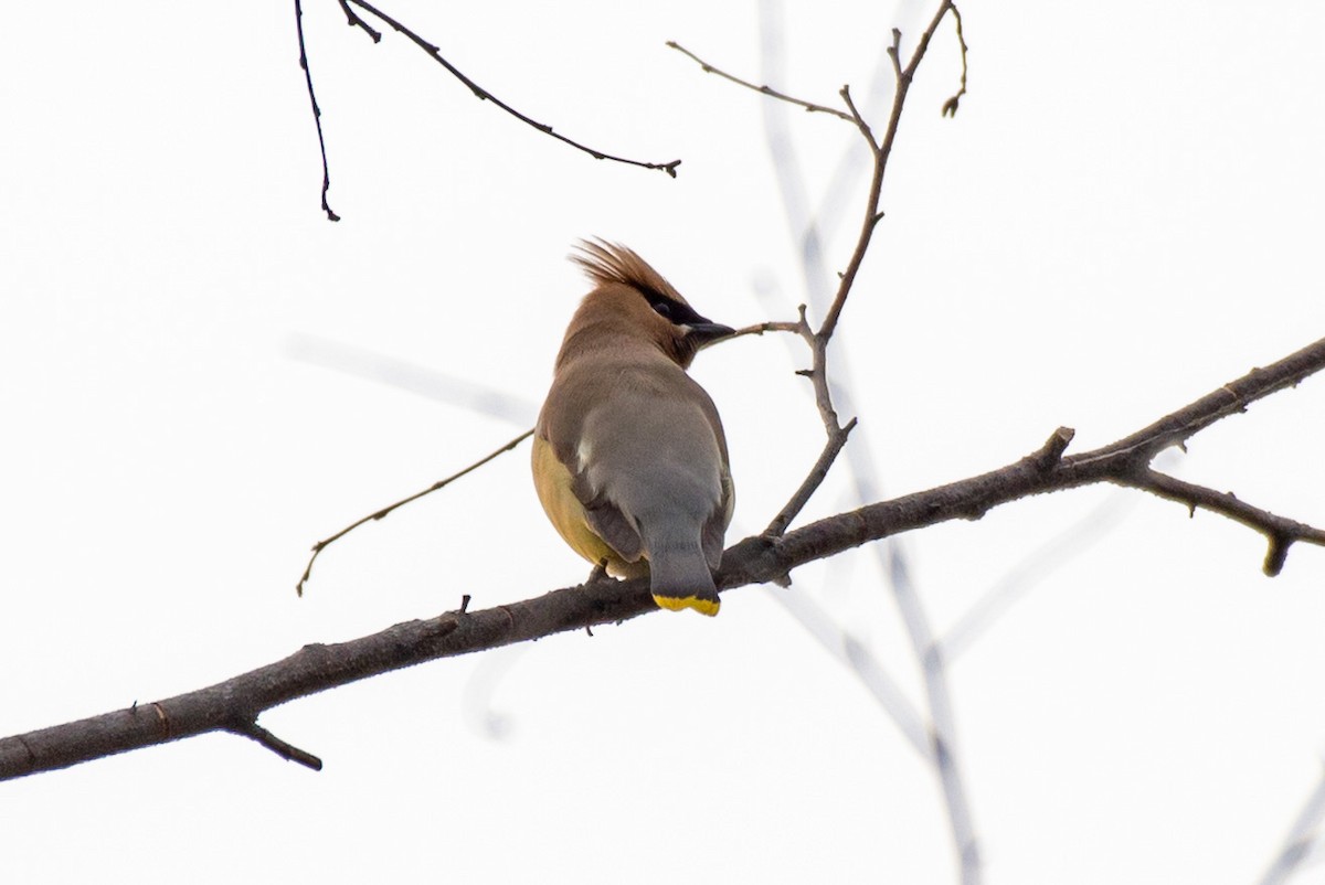 Cedar Waxwing - Andrew Nasuti