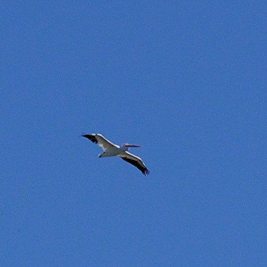 American White Pelican - ML582044831