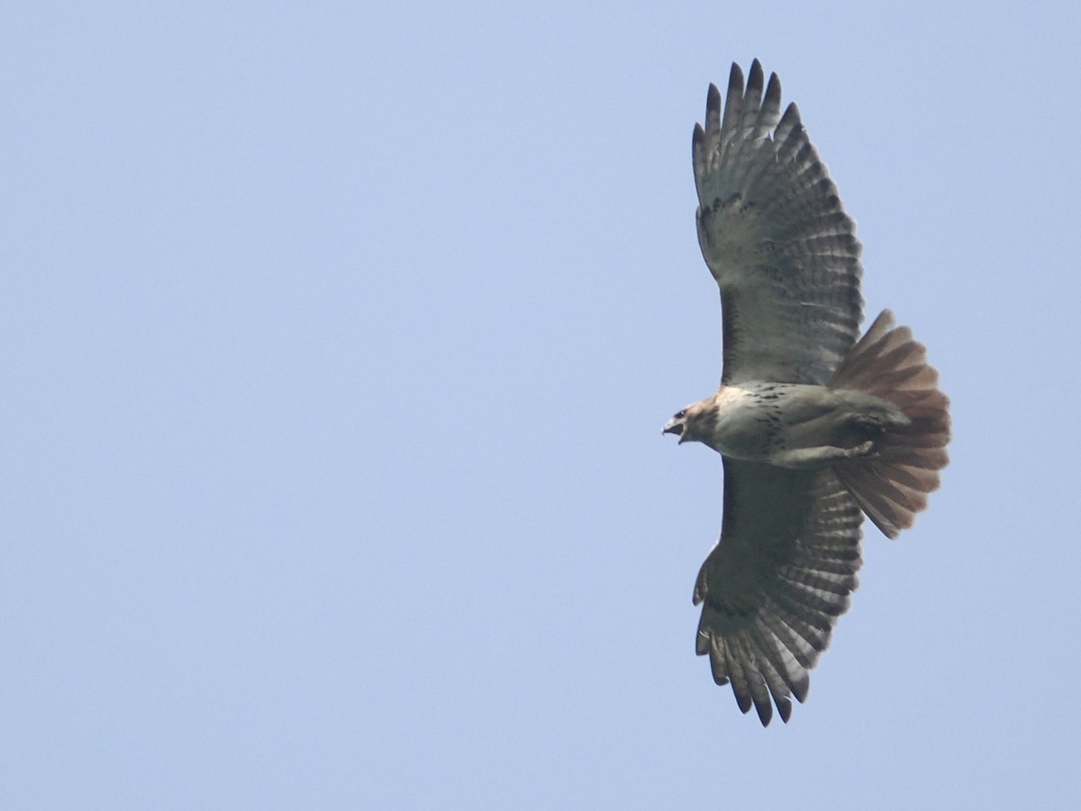 Red-tailed Hawk - ML582045441