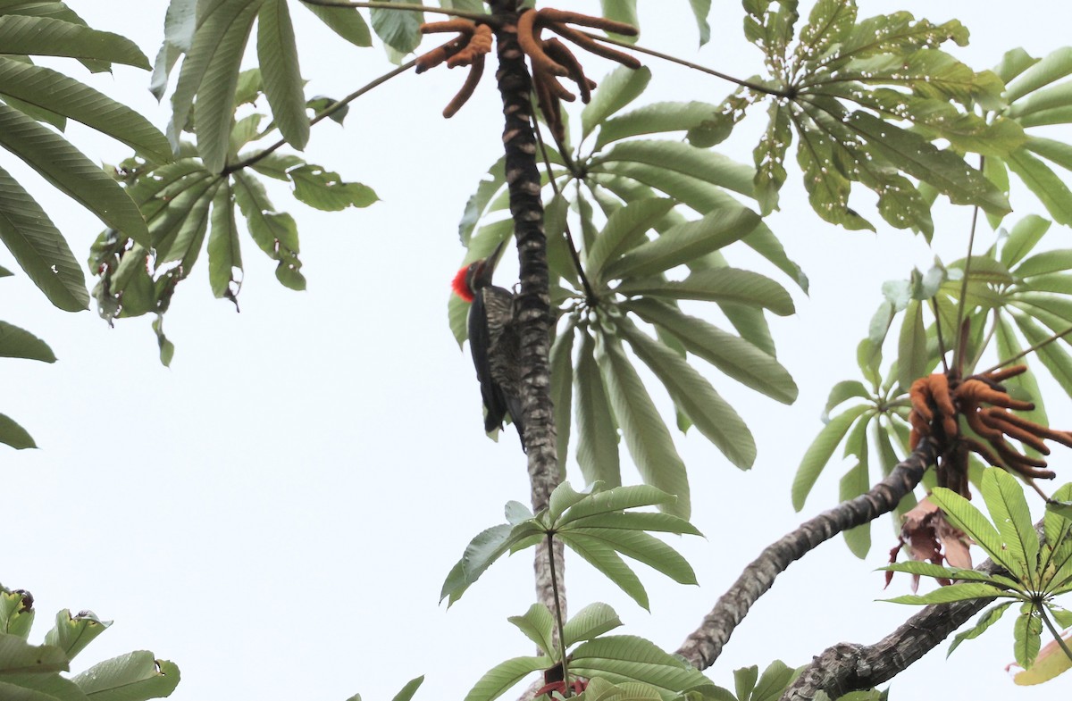 Lineated Woodpecker - Kevin Sarsfield