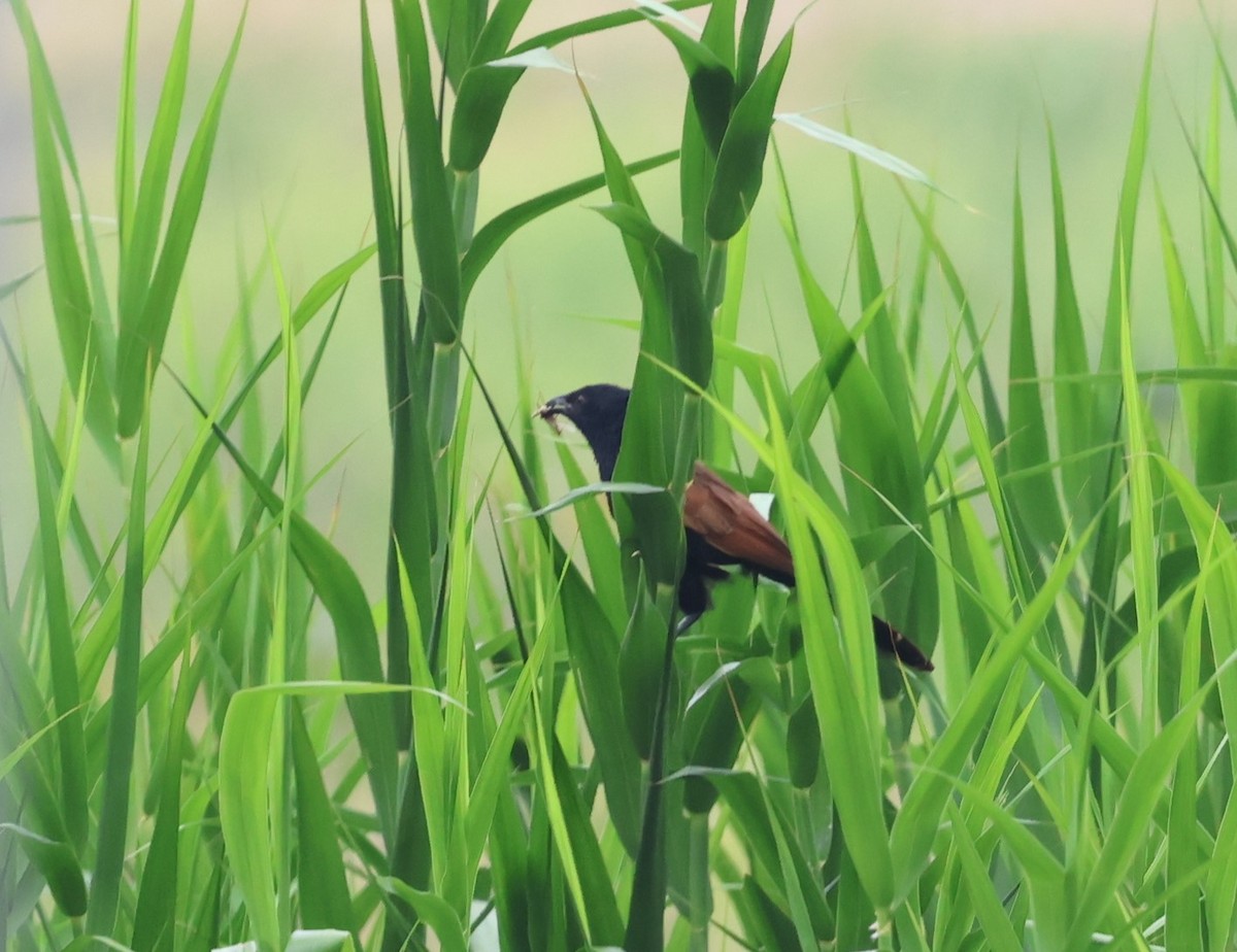 Lesser Coucal - ML582045971