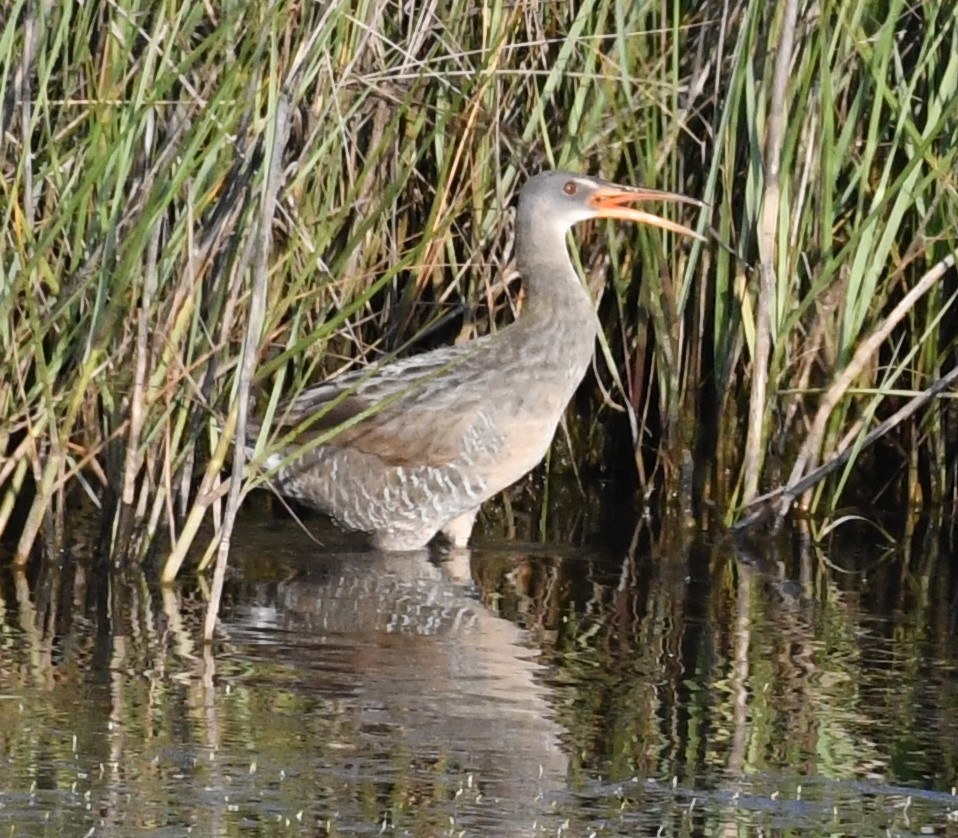 Clapper Rail - ML582046321