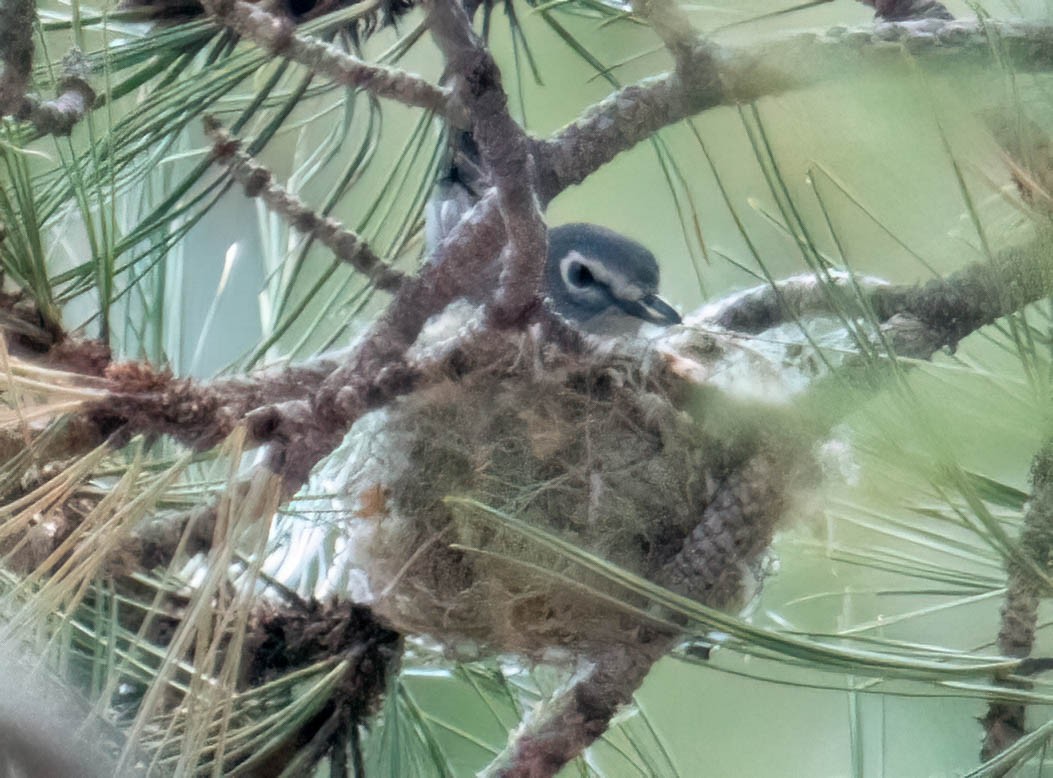 Plumbeous Vireo - ML582046521