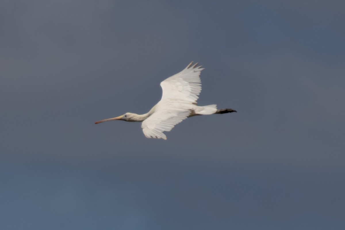 Yellow-billed Spoonbill - ML582046531