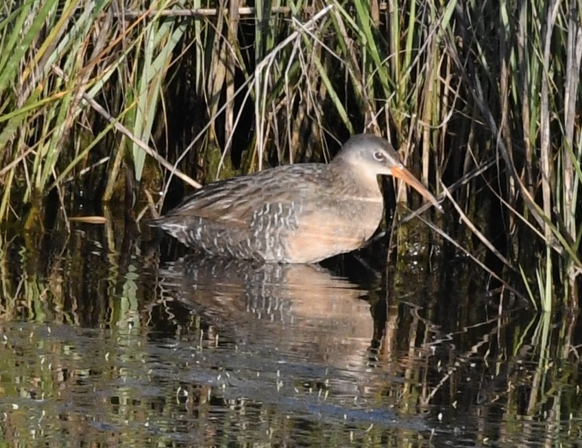 Clapper Rail - ML582046621