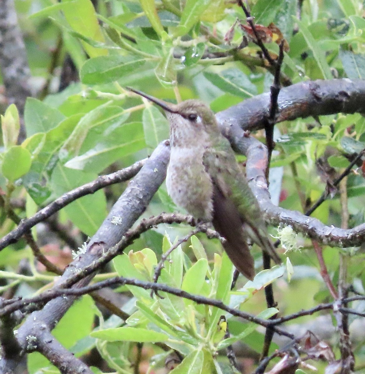 Anna's Hummingbird - George Chrisman