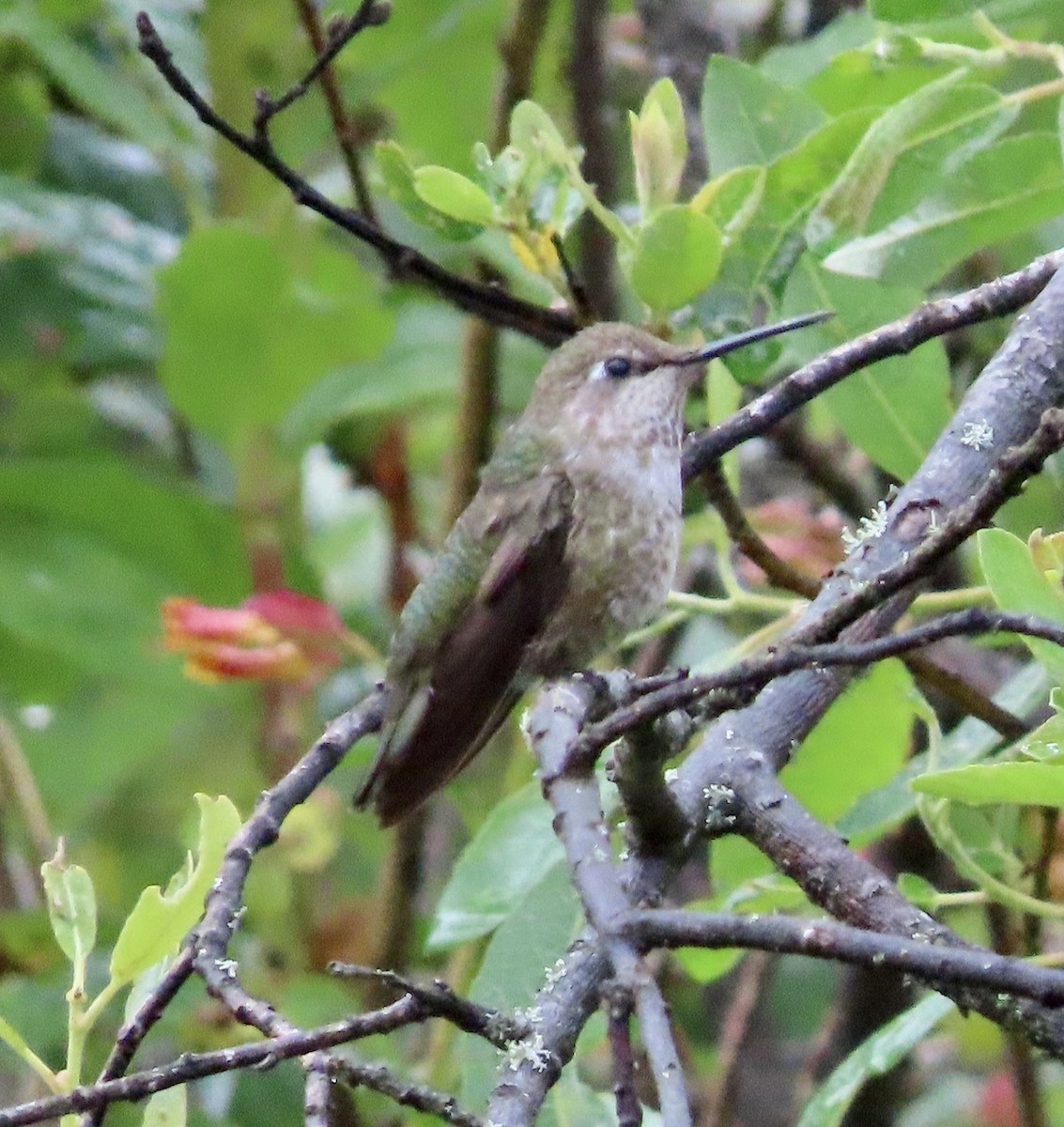 Anna's Hummingbird - ML582046801