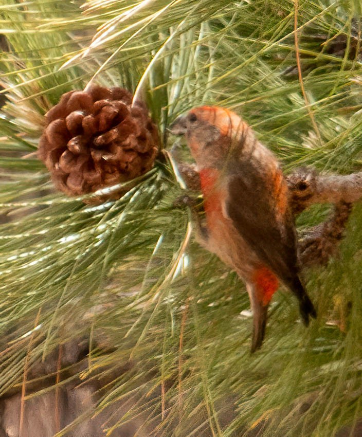 Red Crossbill - ML582046871