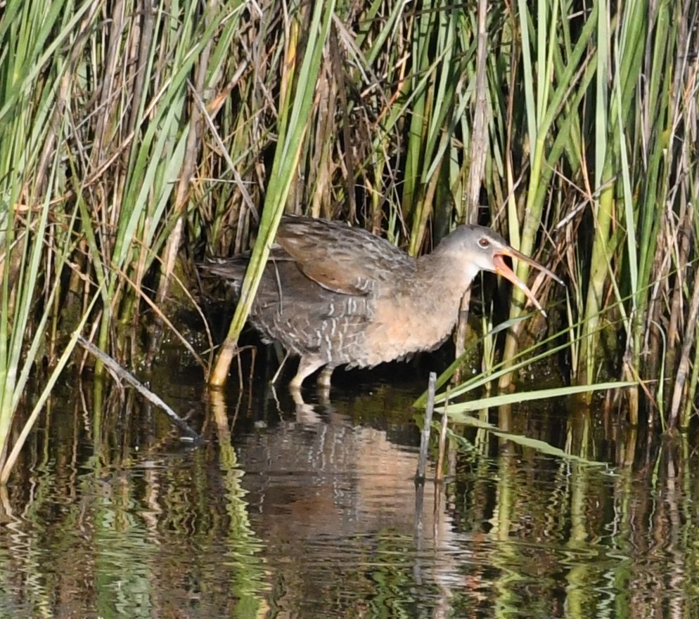 Clapper Rail - ML582046951