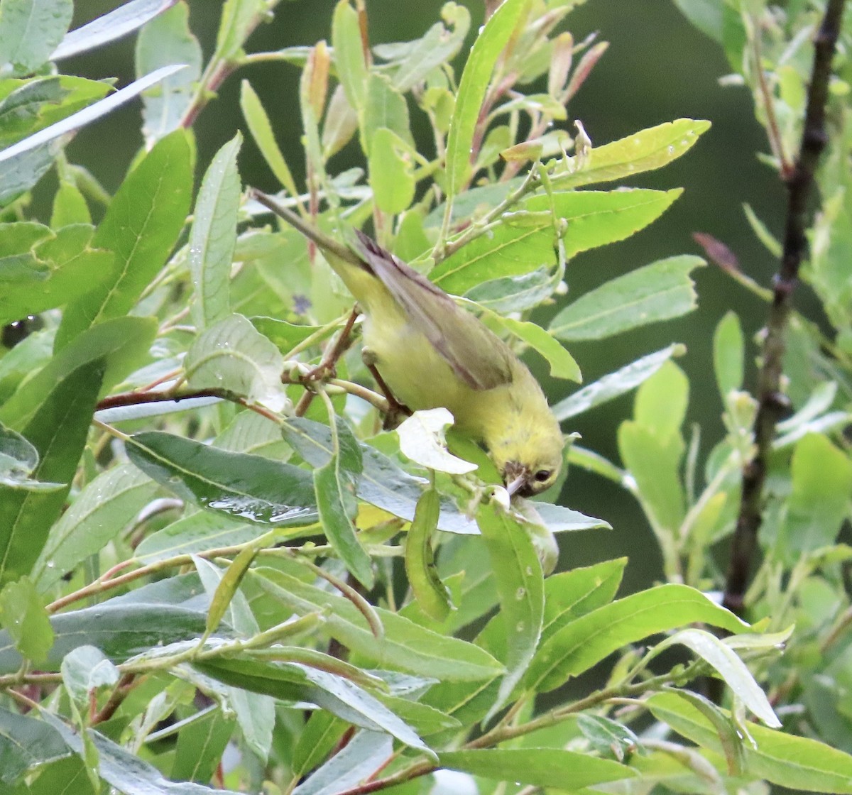 Orange-crowned Warbler - George Chrisman