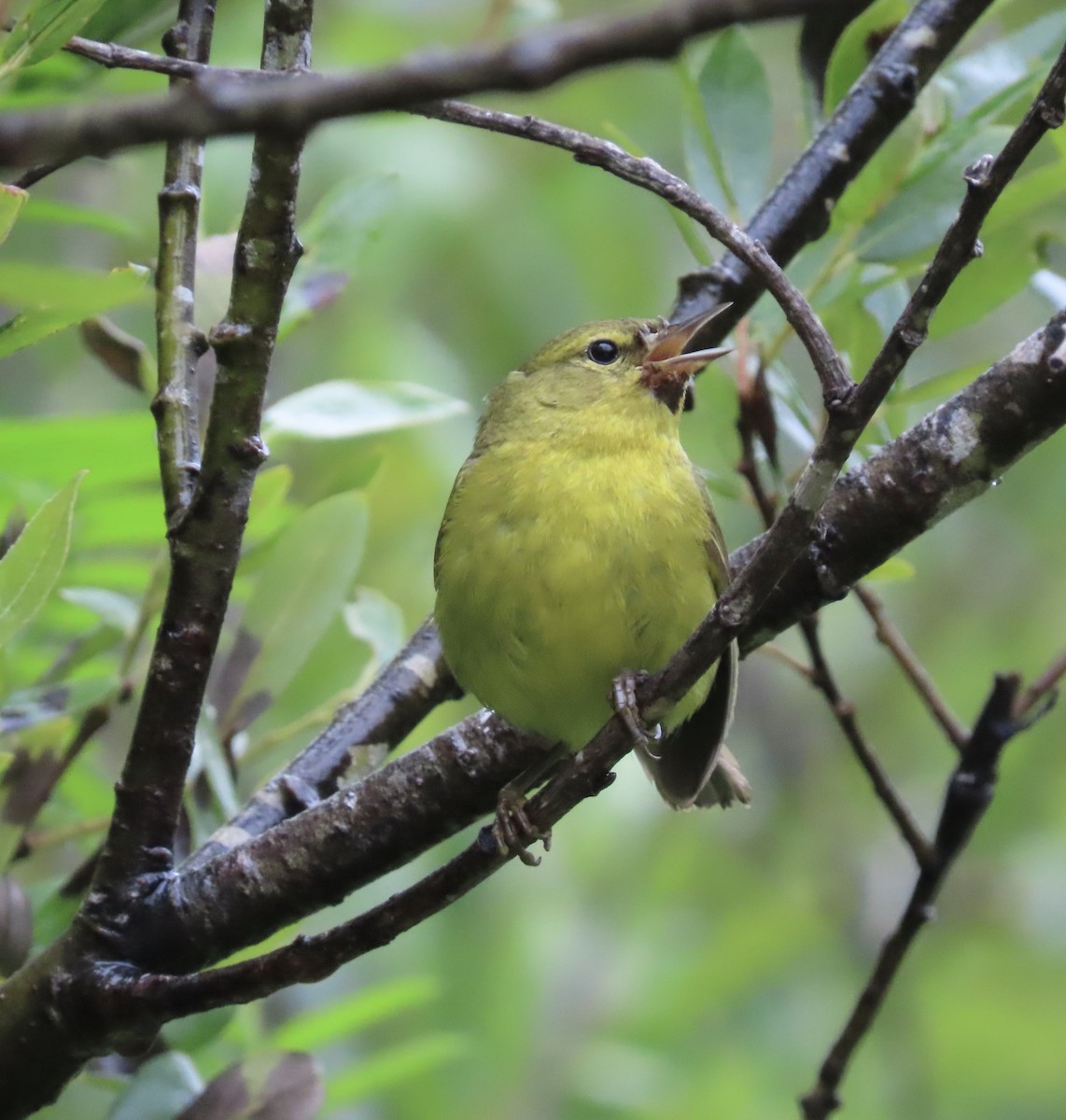 Orange-crowned Warbler - George Chrisman