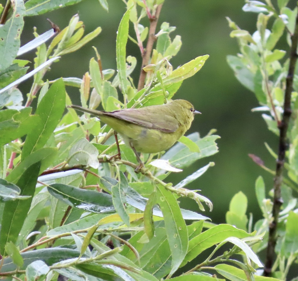 Orange-crowned Warbler - George Chrisman