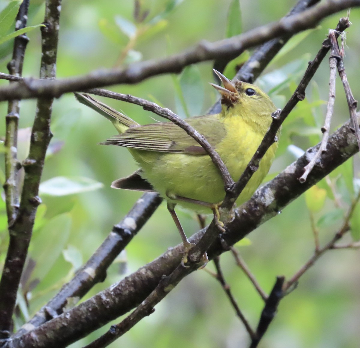 Orange-crowned Warbler - George Chrisman