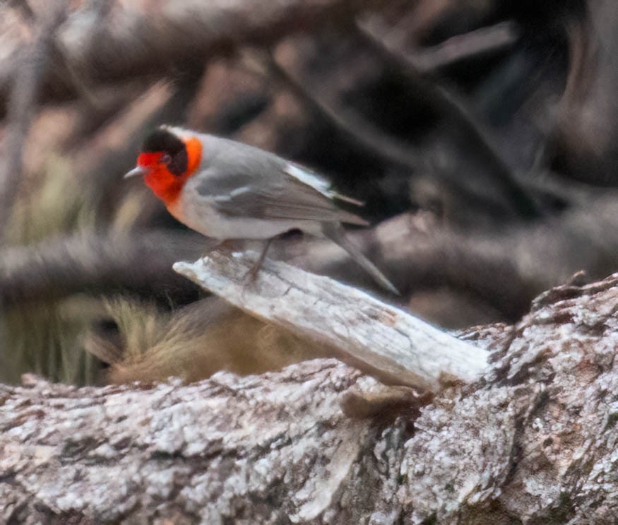 Red-faced Warbler - ML582047141