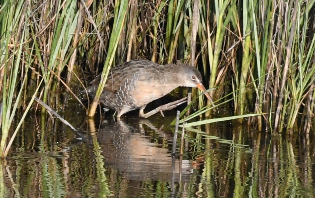 Clapper Rail - ML582047211