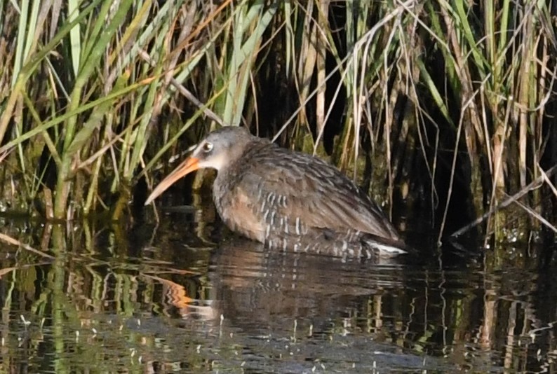 Clapper Rail - ML582047331