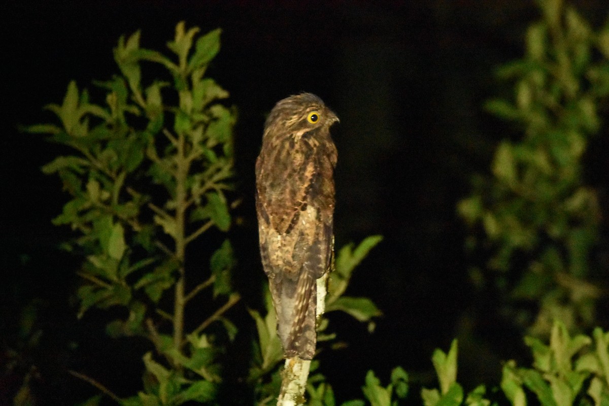 Common Potoo - ML582047401