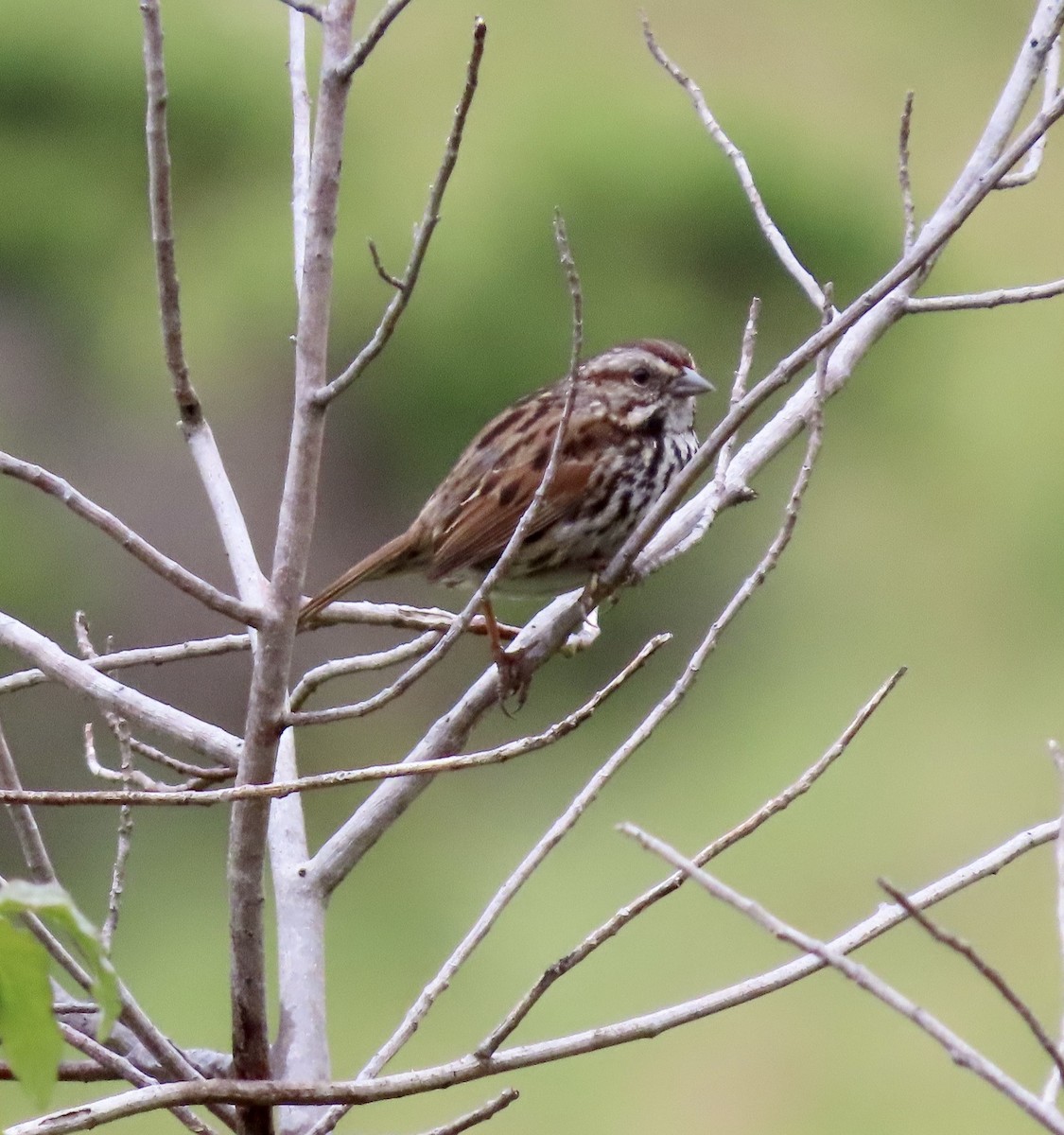 Song Sparrow - George Chrisman