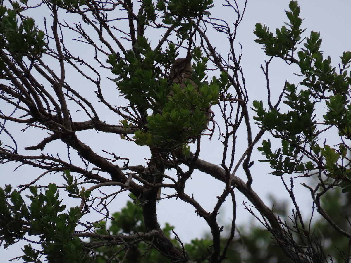 California Thrasher - George Chrisman