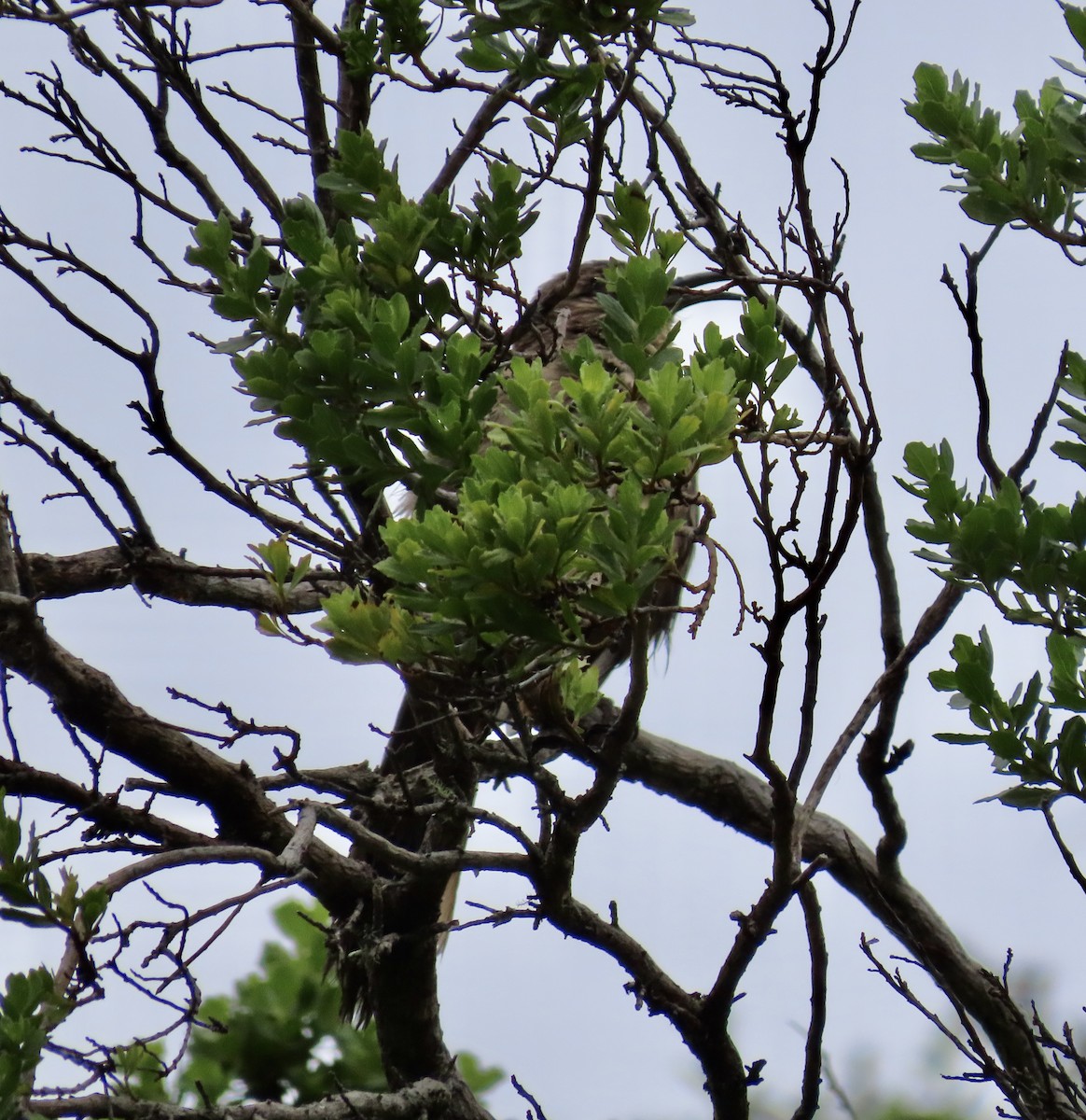 California Thrasher - George Chrisman