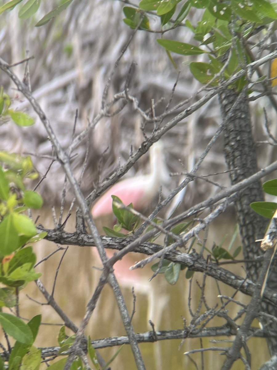 Roseate Spoonbill - ML582047721