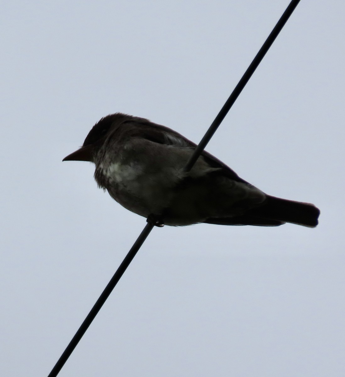 Olive-sided Flycatcher - George Chrisman