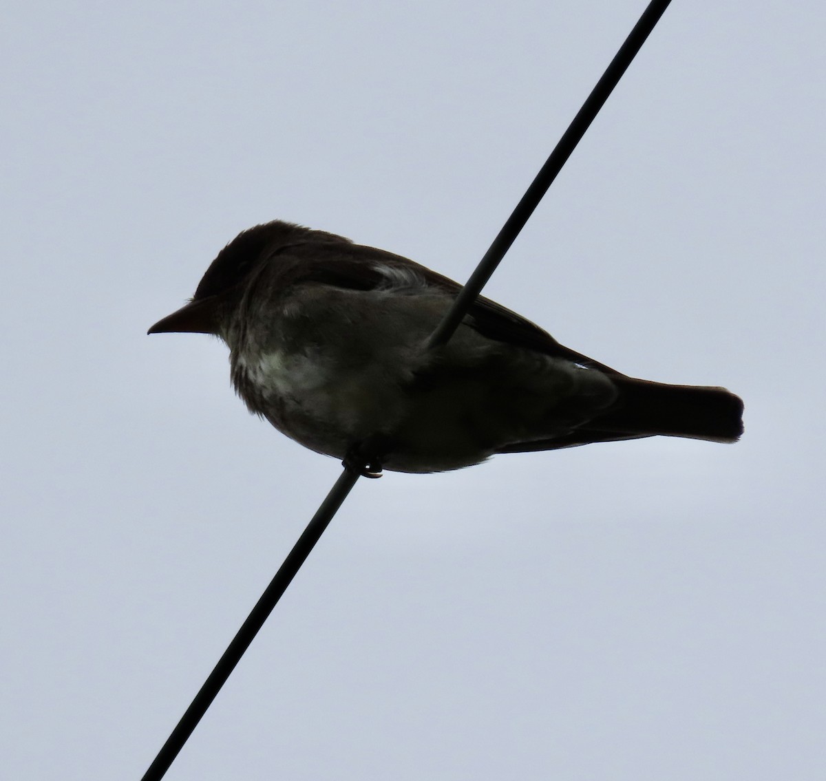 Olive-sided Flycatcher - George Chrisman