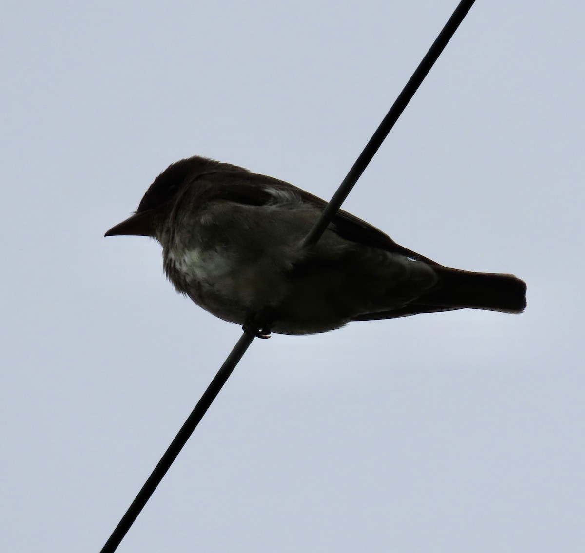 Olive-sided Flycatcher - ML582047761