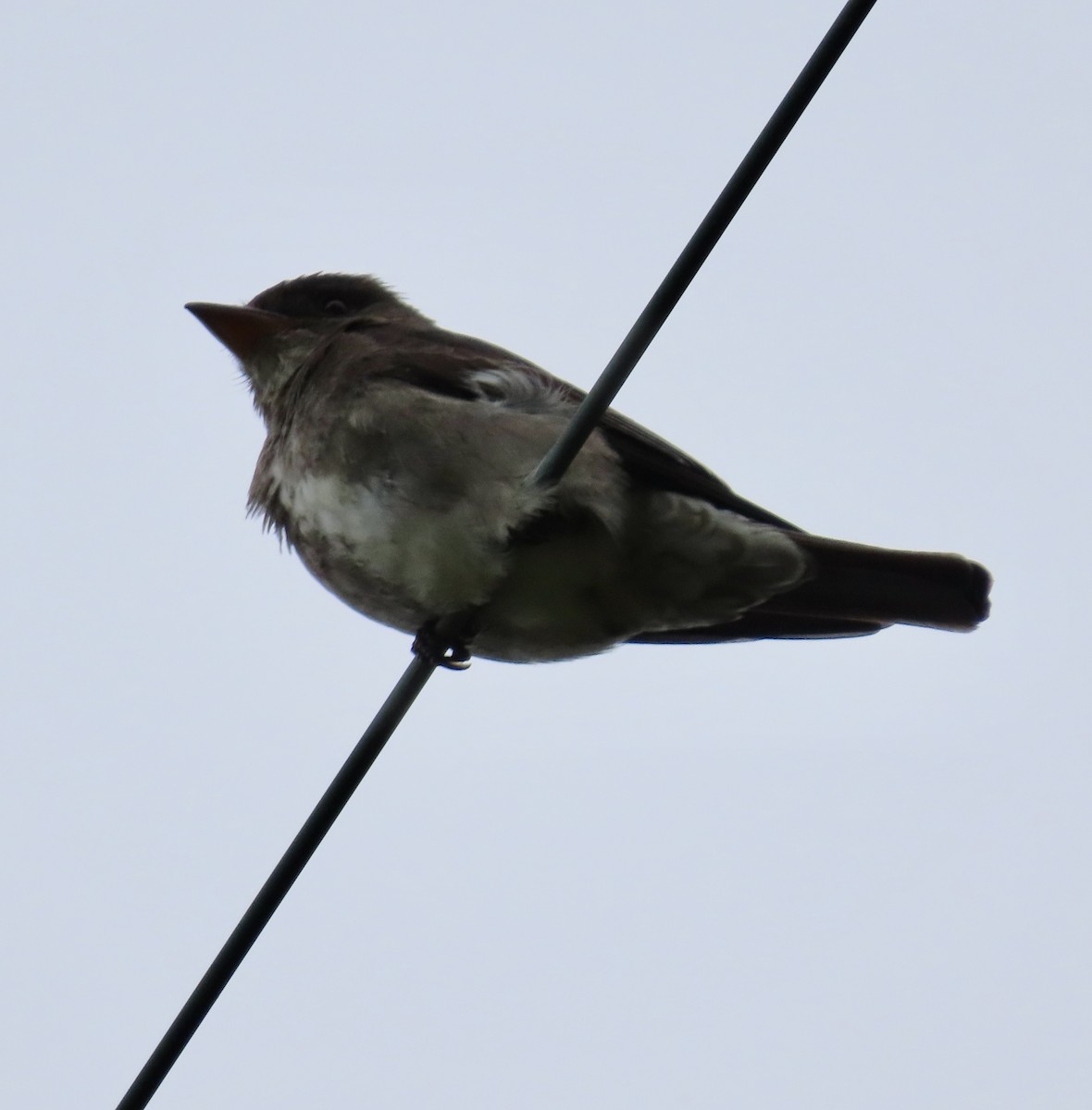 Olive-sided Flycatcher - George Chrisman