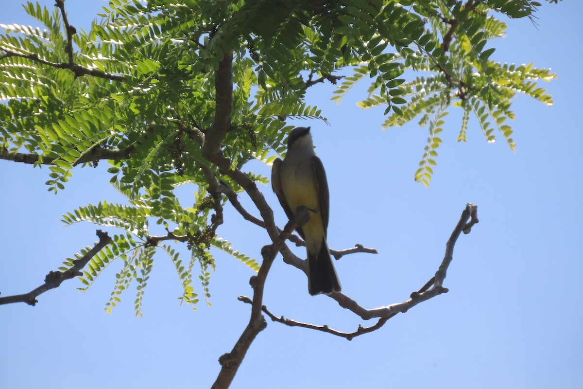 Western Kingbird - ML582048761